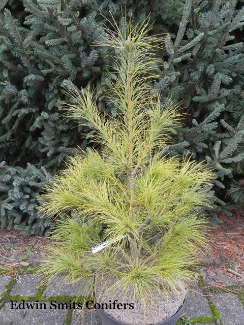 Pinus schwerinii (x) 'Filips Lemony Lights'